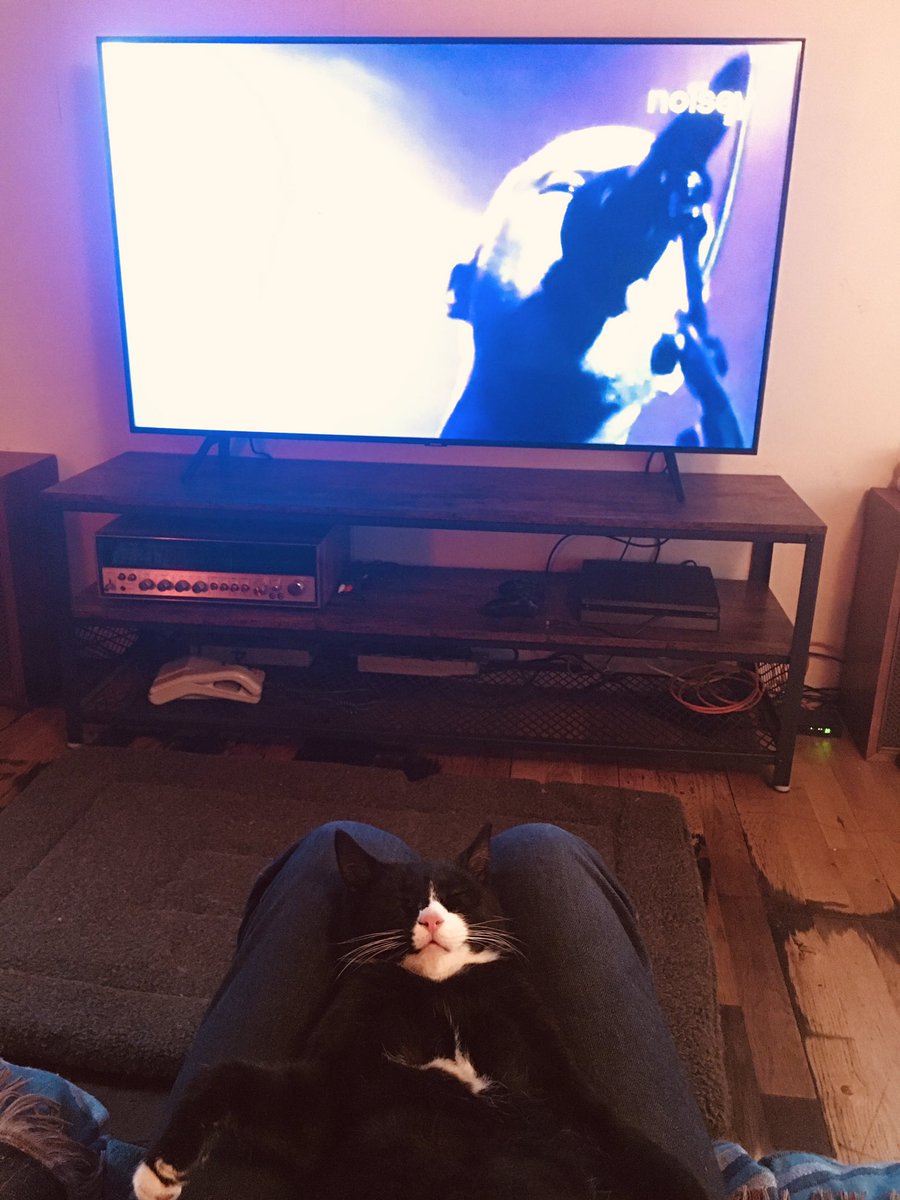 JAMortram's tweet image. #smalltownineria #isolation #housebound This little bundle of love, 3 weeks ago feral &amp;amp; starving, we found him or he us just in time, today he’s laid back listening to @bobmouldmusic we’re searching for a name, top of my list is Husker. 🥰