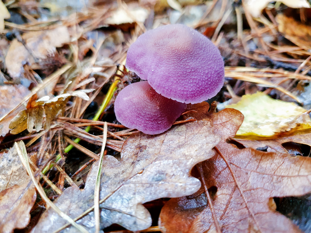 EarthReDiscover's tweet photo. Nature is actually quite colourful, who knew?

This looks like a Wood Blewit. Can someone please confirm?

Conclusion: PURPLE

#walking #hiking #countryside #outside #rediscover #adventure #walkingapp #autumnvibes #visitengland #forest #woods #mushrooms https://t.co/qGsUO8YGqU