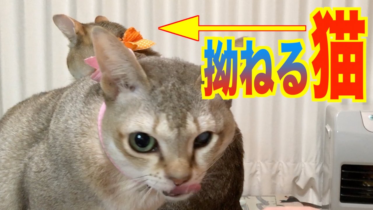 ねこやまさんち Bhho1fz5wvs1c3y Twitter