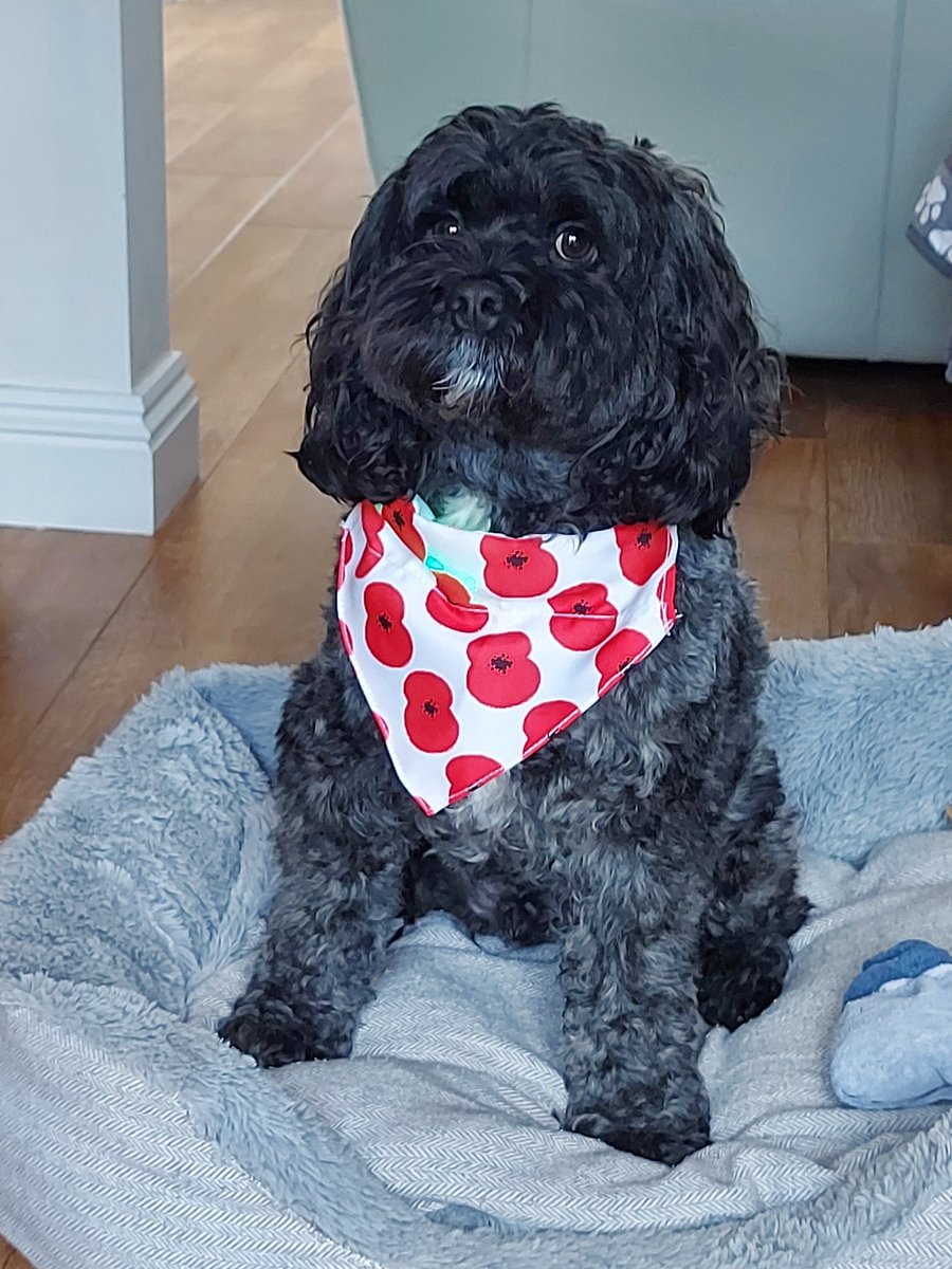 Johnm432's tweet photo. #CosyVIP@PetsatHome https://t.co/tHOMrBMtK8