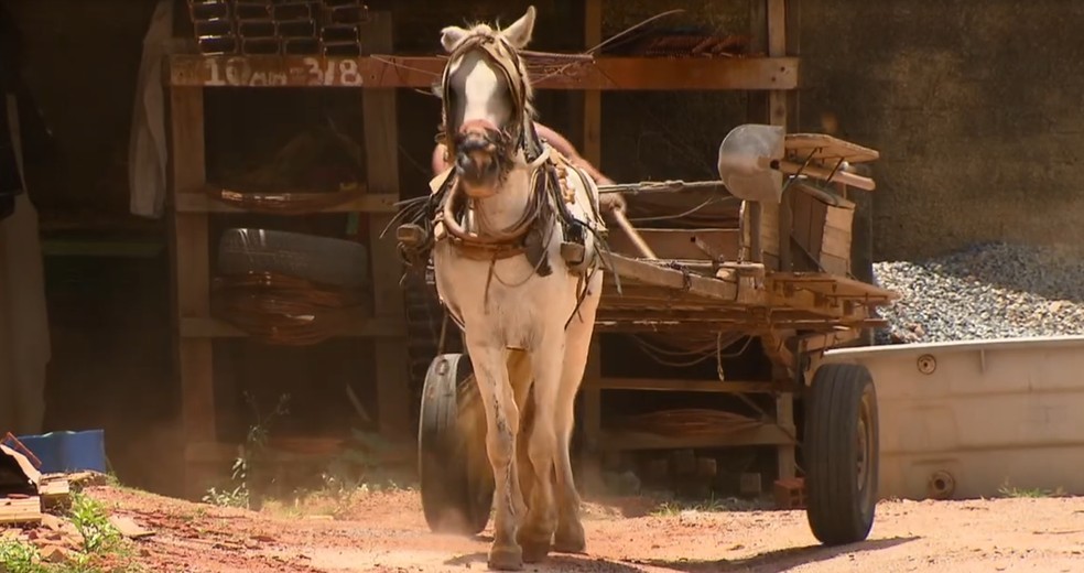g1santos's tweet photo. Lei que proíbe a condução de animais presos a veículos é sancionada em Santos 🐴 https://t.co/kCnkEKRnhK #G1 https://t.co/bpPMrgihpm