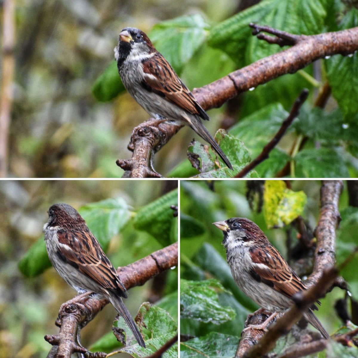 SaveOurSparrows's tweet image. Good Morning 🌹

Lots of drenched #Birds at the #Birdtable this morning. 

Please #FeedTheBirds whatever you can afford. 

I feed a selection of High Energy Seeds with mealworms/peanuts/raisins/sunflower hearts etc.To cater for All #Birds
#Sparrows