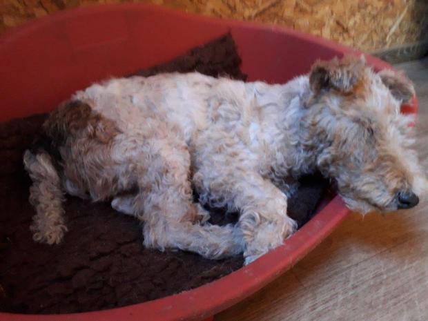 FBB_Officiel's tweet photo. #Adoption 
Fléchette, 10 ans, a été abandonnée devant l'un de nos refuges... Elle est très gentille et adore les câlins. Elle a besoin de beaucoup de présence et n'aime pas être seule... 

💌 adoptions@fondationbrigittebardot.fr
👉 Sa fiche : https://t.co/1f1GhoxgOF https://t.co/Bxs4Zgrida