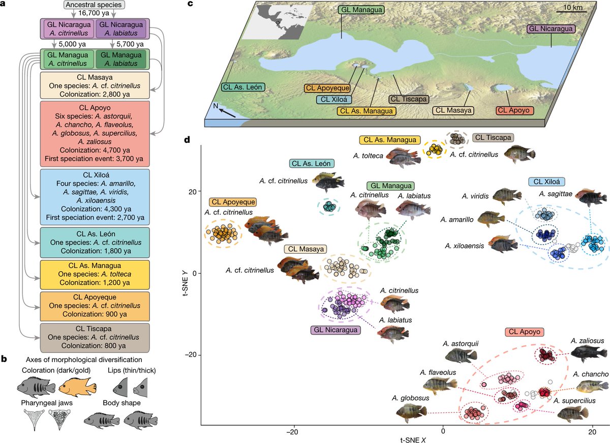ensembl's tweet image. Studying genomic divergence during sympatric #speciation in #cichlids using 453 #genomes! 🐟 🐠 
@nature #evolution
buff.ly/2GosBOR

#UsingEnsembl #UsingBioMart #BioMart