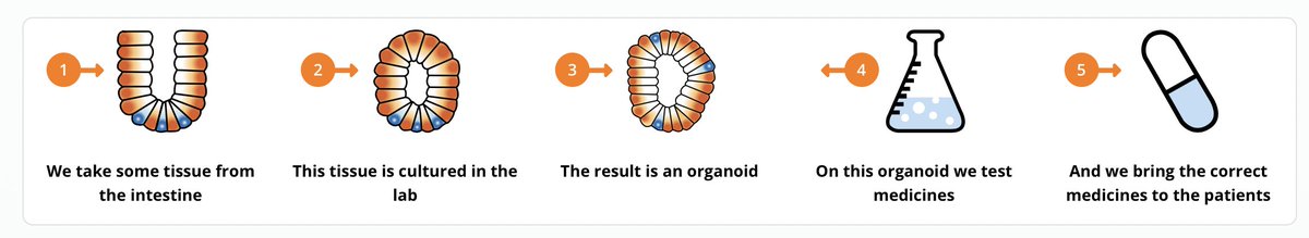 BioMed_21's tweet photo. #HITCF is a great @EU_H2020-funded research project that aims to use organoids for drug testing and personalised medicine- much needed for people with #CF and so thrilling to see application of #HumanRelevant science! https://t.co/bIyixf8lAP https://t.co/wTIEM1dVGH