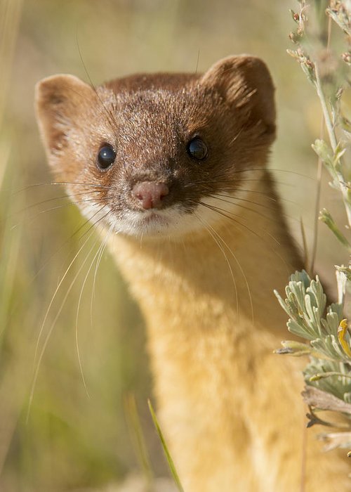 AnneLouiseAvery's tweet photo. The Weasel of Sacramento had queued for three hours to vote. The morning air smelt of smoke &amp; bacon &amp; flowers &amp; sewage, &amp; he whistled to himself to keep his spirits up. He imagined his single blue mark rushing to join others, like the Klamath coursing into the vast Pacific Ocean. https://t.co/adycny7bjk