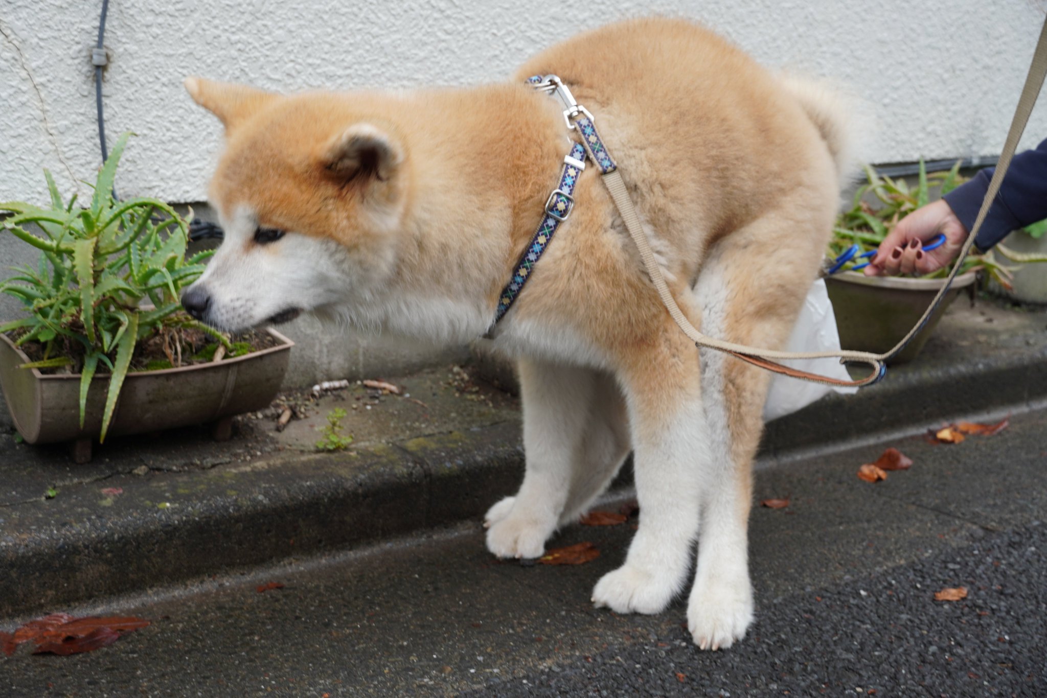 ゲン太犬 67f8be2e916fe5311.jpg_a200.jpg