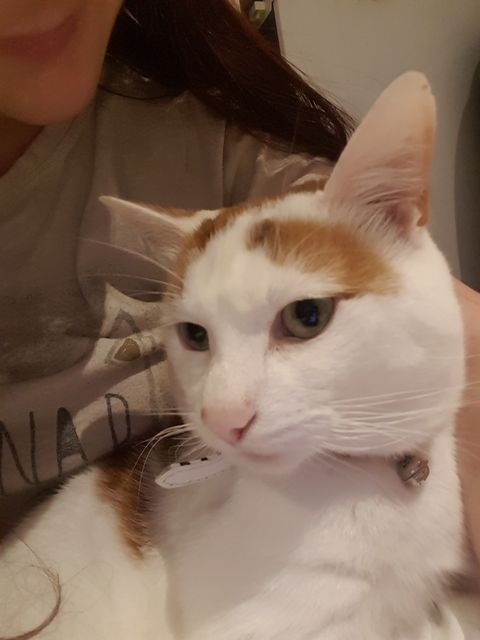 VictoriaVets_'s tweet photo. Please help reunite Gizmo with his family.  
He has been missing since last Sunday from around the Brunswick in Merthyr town centre. 
He isn't neutered or wearing a collar. Gizmo has distinct markings and different coloured eyes. 
Please contact us with any info.

#lost #lostcat https://t.co/vGZQXqeUdc
