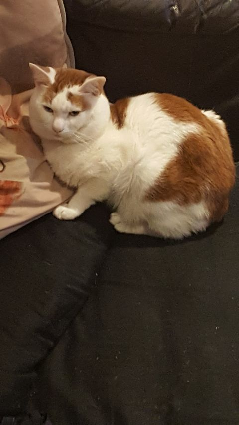 VictoriaVets_'s tweet photo. Please help reunite Gizmo with his family.  
He has been missing since last Sunday from around the Brunswick in Merthyr town centre. 
He isn't neutered or wearing a collar. Gizmo has distinct markings and different coloured eyes. 
Please contact us with any info.

#lost #lostcat https://t.co/vGZQXqeUdc
