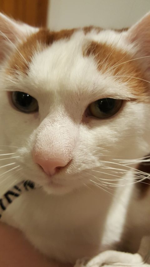 VictoriaVets_'s tweet photo. Please help reunite Gizmo with his family.  
He has been missing since last Sunday from around the Brunswick in Merthyr town centre. 
He isn't neutered or wearing a collar. Gizmo has distinct markings and different coloured eyes. 
Please contact us with any info.

#lost #lostcat https://t.co/vGZQXqeUdc