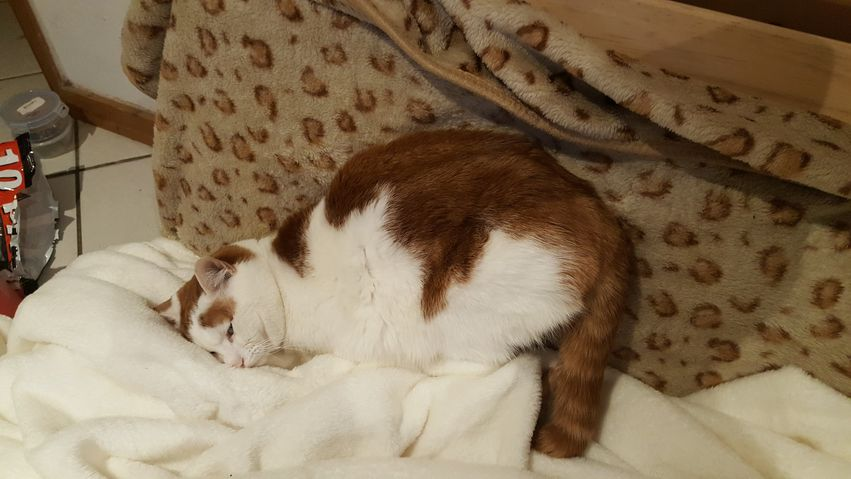 VictoriaVets_'s tweet photo. Please help reunite Gizmo with his family.  
He has been missing since last Sunday from around the Brunswick in Merthyr town centre. 
He isn't neutered or wearing a collar. Gizmo has distinct markings and different coloured eyes. 
Please contact us with any info.

#lost #lostcat https://t.co/vGZQXqeUdc