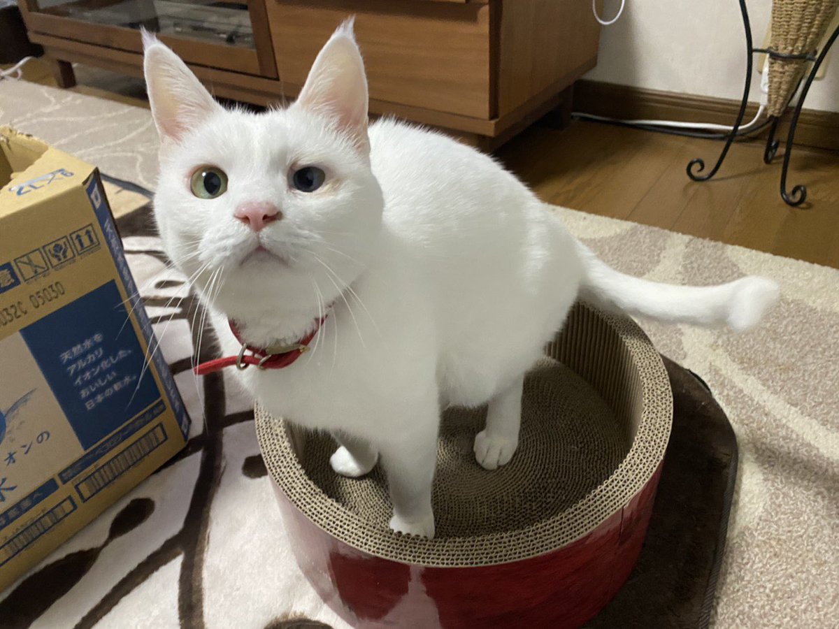 whitecat_1103's tweet photo. お久しぶりのおみちゃん🐱❤️
今日でお家に来て12年目、
12歳のお誕生日です❤️
仕事だったので会いに行けなかったけど
妹から写真が送られてきました✨ https://t.co/DqZq9gMXla