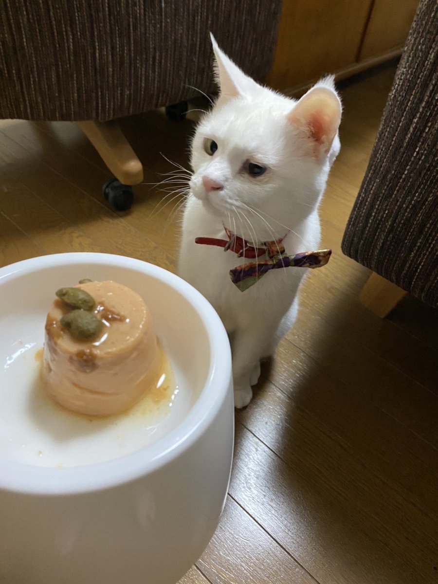 whitecat_1103's tweet photo. お久しぶりのおみちゃん🐱❤️
今日でお家に来て12年目、
12歳のお誕生日です❤️
仕事だったので会いに行けなかったけど
妹から写真が送られてきました✨ https://t.co/DqZq9gMXla