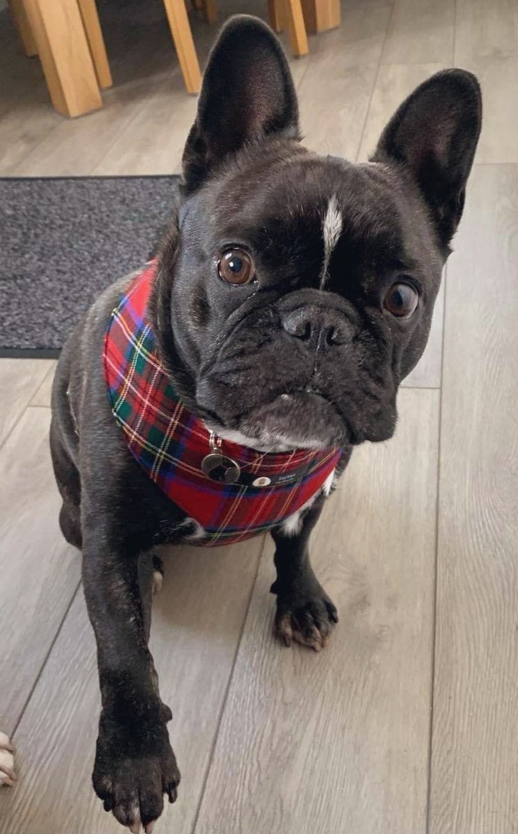 tartandetails's tweet photo. Gorgeous tartan harnesses made to order for 2 special customers from @OpiesEmporium in  @HillingtonPark! 

#RoyalStewart #SpiritOfScotland #Tartan #TartanDeTails #Frenchie #frenchbulldog https://t.co/kIKRgoaujH