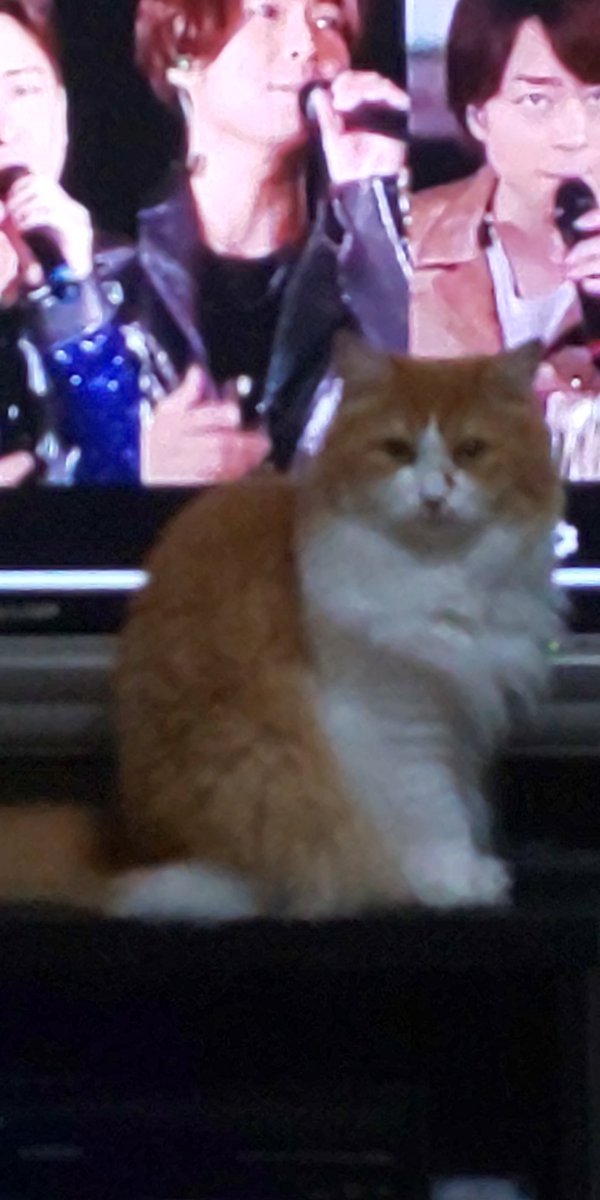 tenchan_ranchan's tweet photo. 嵐のライブを邪魔する猫… https://t.co/FsYaPH676C