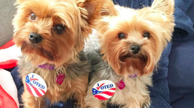 PetRegards's tweet photo. Today Is The Day!
#Pet #pets 
https://t.co/oghCAkHyFP https://t.co/ReWfWKdU2i