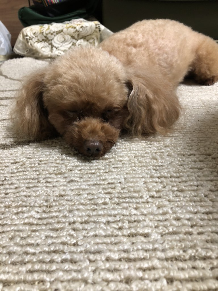 犬の避妊手術 Twitter Search Twitter