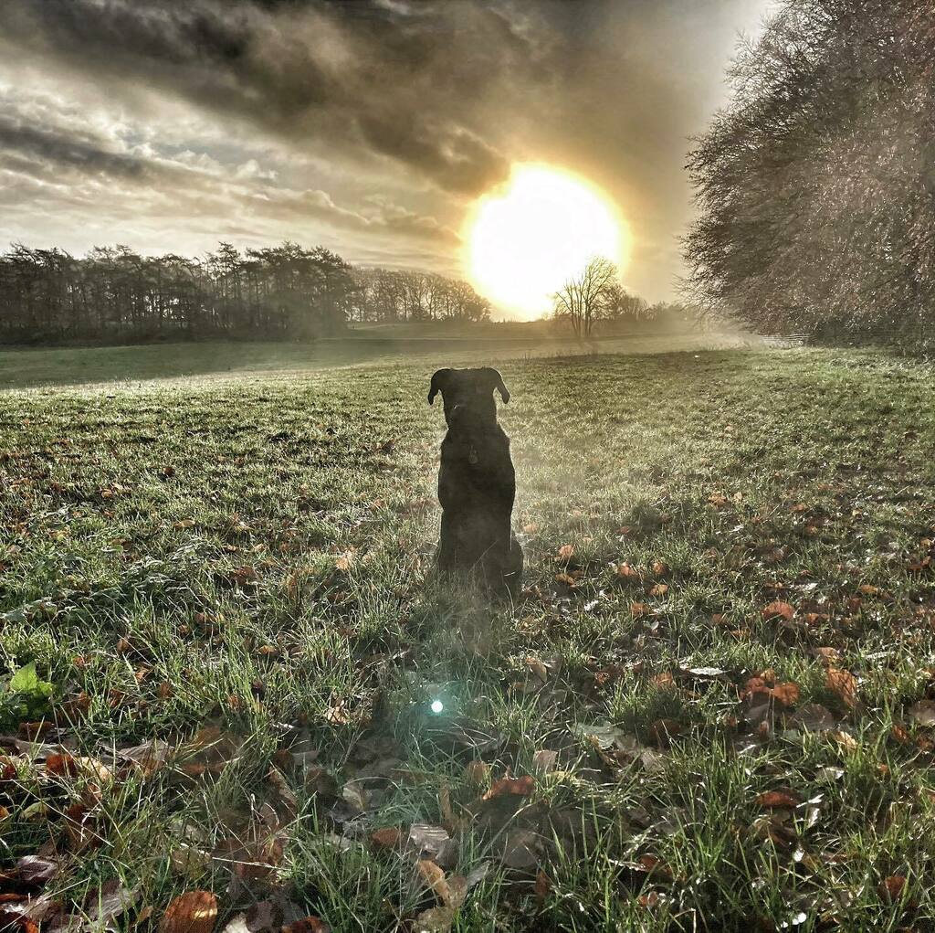 I almost didn’t go out this morning as it was wet, cold, dark and foggy.  I’m glad I did though as it soon cleared...
.
.
.
.
#birdlip #sunrise #blacklab #blacklabrador #dogs #gloucestershire #cotswolds #cotswoldway #glshooters #autumn instagr.am/p/CHILdB3gvV-/