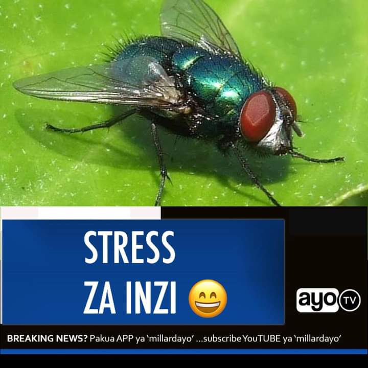 Кокон мухи. Какое развитие у зеленой мухи. Отряд двукрылые представители. Стадии развития комнатной мухи. Систематика комнатной мухи.