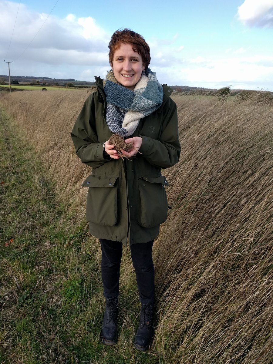 MDSuperCluster's tweet photo. We've just surveyed some of the new beetle banks &amp; hedgerows in the Martin Down cluster for harvest mice. Astonished and SO EXCITED to find nests in all of them! 🤩 These mice get a move on... banks are <2yrs old!!

Thanks to volunteer Ellen 👍

#farmingwildlife @Mammal_Society https://t.co/SHnQUIusR7