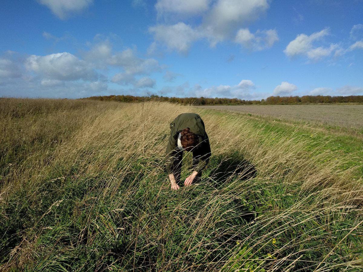 MDSuperCluster's tweet photo. We've just surveyed some of the new beetle banks &amp; hedgerows in the Martin Down cluster for harvest mice. Astonished and SO EXCITED to find nests in all of them! 🤩 These mice get a move on... banks are <2yrs old!!

Thanks to volunteer Ellen 👍

#farmingwildlife @Mammal_Society https://t.co/SHnQUIusR7