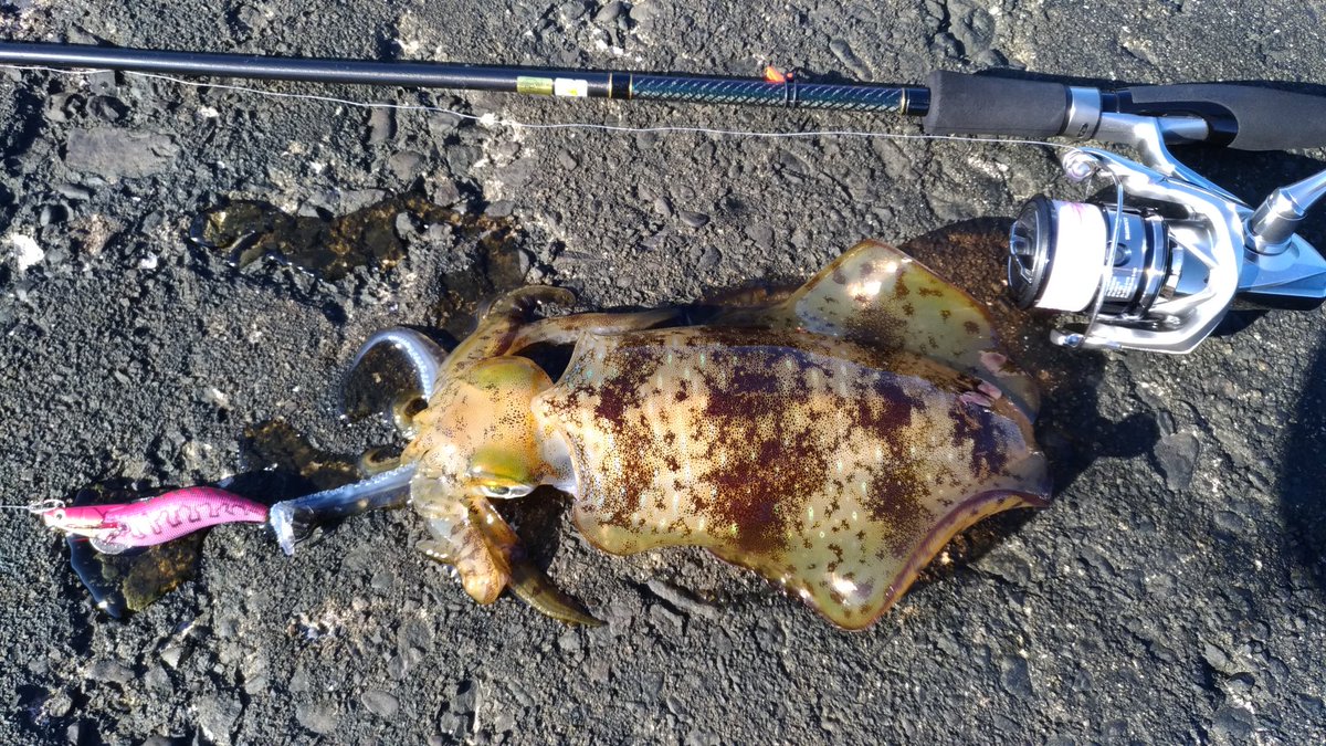 Tys 今シーズン初エギング 今シーズン初アオリ 350グラム 三重県志摩市 エギング 秋イカ アオリイカ