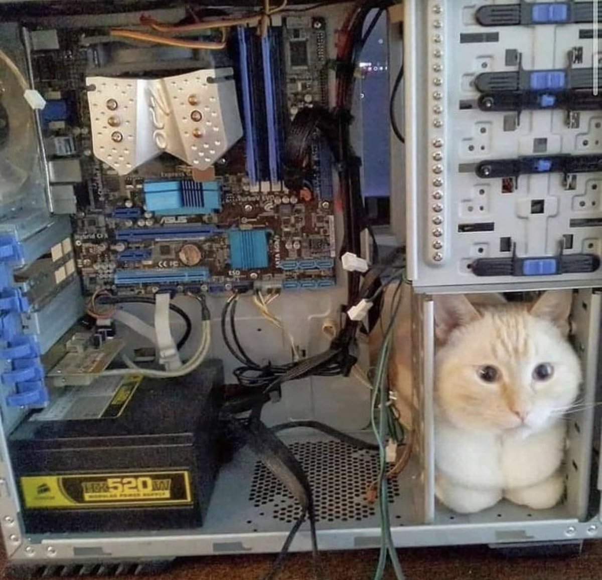 Watercatlor tweet media