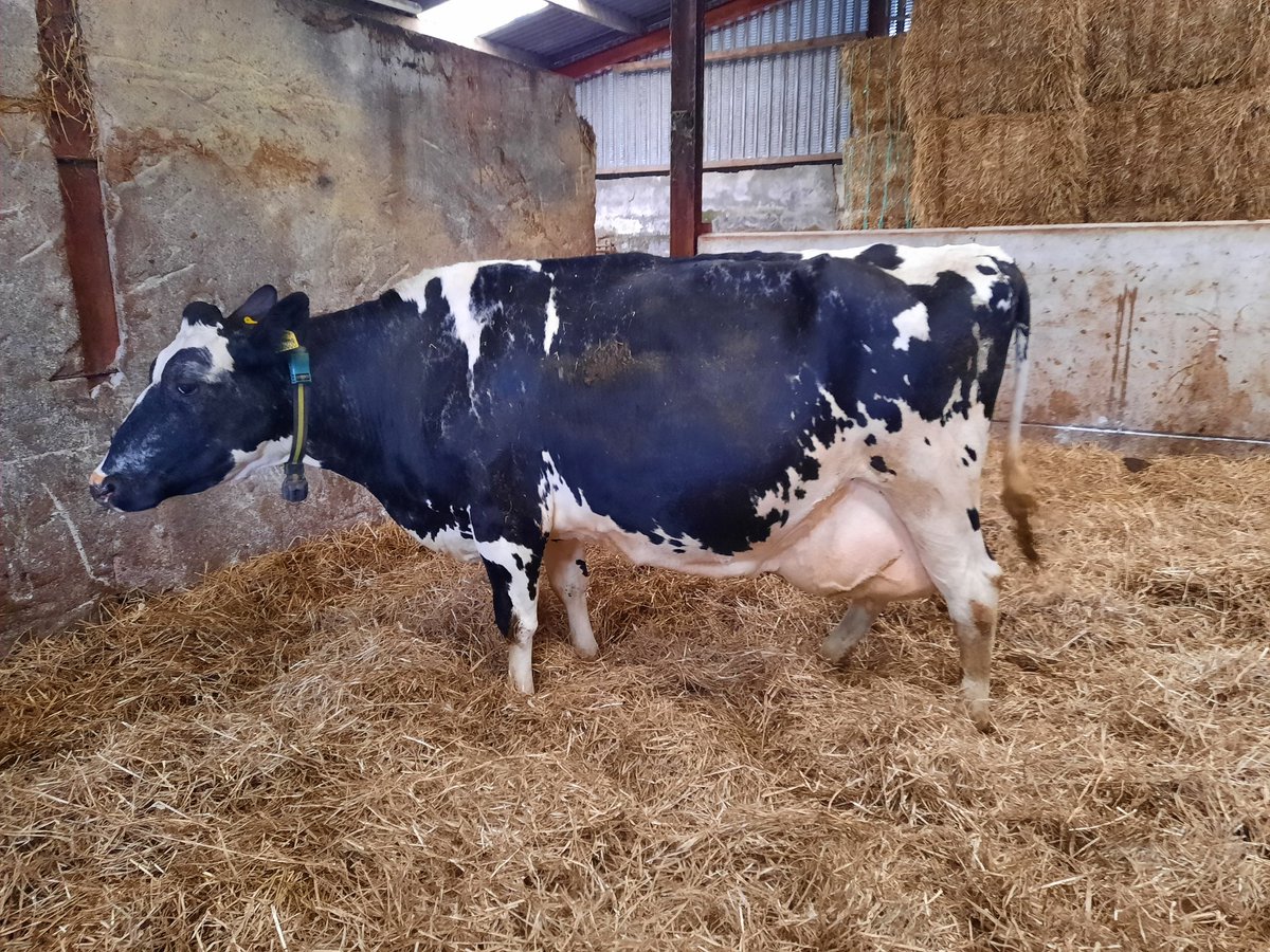 ColinLucas78's tweet photo. In the crazy world of #genomics, it was great to see some proven sires and cow families still doing it. #Shottle @GenusABS
Two shottles still going @ 10 and 12 Lact, 120t and 160t and 17 times scored excellent between them @HolsteinUK
Awesome cows https://t.co/Kpu4vICWl1