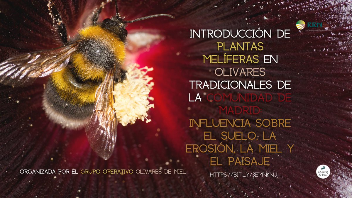 redPAC_'s tweet image. ➕del 75 % de los cultivos alimentarios dependen de la #Polinización de las 🐝
🤓¿Y si innovamos para favorecer al🌏desde lo #Local?
👉JORNADA: "Introducción de plantas melíferas en olivares tradicionales de Madrid"
📅5/11-18:00-20:00 h.
✍️ bit.ly/3emnknj
#EsRuralEsVital