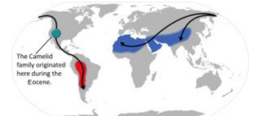 JorgeMelDom's tweet photo. The group Tylopoda comprises a single living family, Camelidae, which includes #camels and #llamas. Despite its current distribution, the Camelid family originated in North America during the Eocene. #2020EBE

https://t.co/qeIEhnq1tn https://t.co/08eoDHU6jV