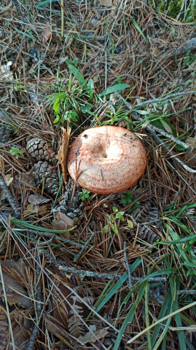 Charlydalgo's tweet photo. Precioso día de campo recogiendo boletus y níscalos en #Condemios, que suerte tenemos de poder hacer @SenderismoGuada https://t.co/URDQx286RR