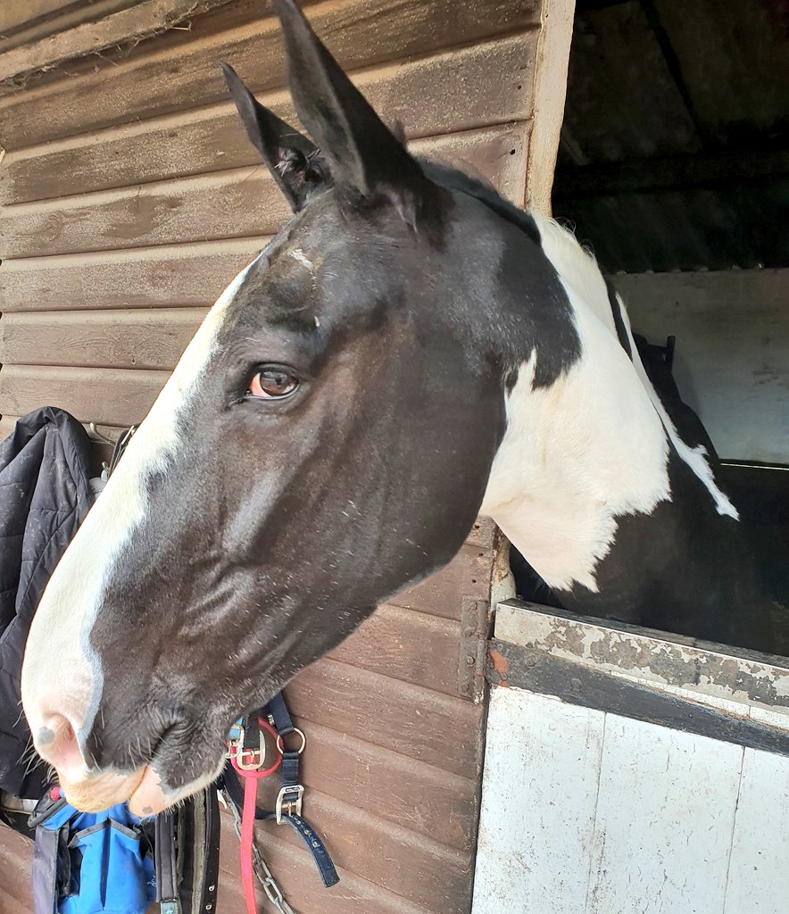 Marley was unimpressed with his students platting techniques so decided to rub them off. Day 2 of the Novice Riding Course at Wayside Stables, Windsor. Included grooming and platting and basic dressage techniques. #LearnToRide #Horselife #Horses #Riding #Dressage @HAC_TheCompany