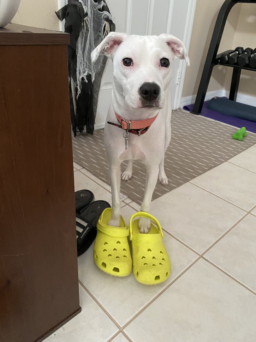 Look at my dog in crocs and relieve your Election Day anxiety for a millisecond🥺 then get out, stay safe, and #VOTE if you haven’t already