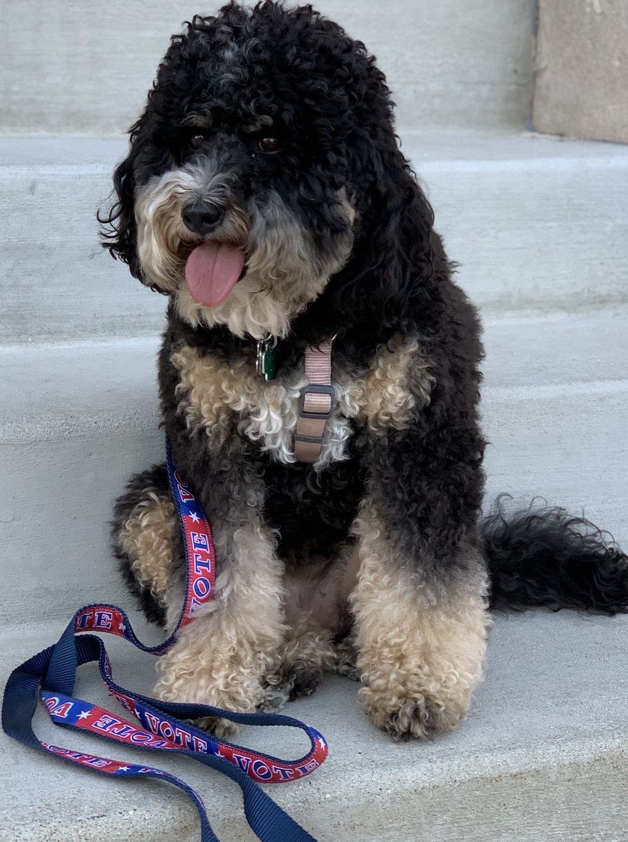 Truffle has a message...on her leash. #vote