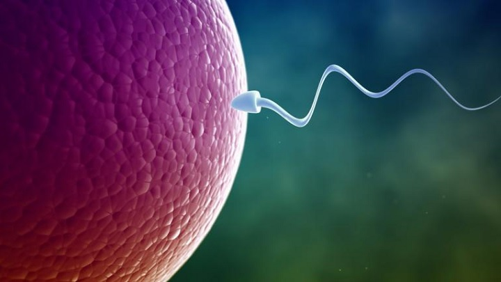 Activation of the #Cannabinoid Receptor Type 2 by the #Agonist JWH133 Promotes the First Wave of In Vitro #Spermatogenesis, To read complete article Please click on the link given: bit.ly/3kUwZEh