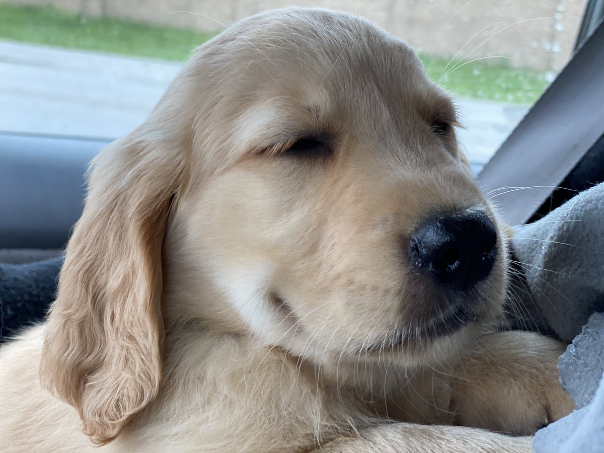 One of things we will be doing is posting a puppy pic of Bunsen and Beaker every hour today until our VOTE FOR HATS 2020 event tonight.Feel free to put your OWN puppy pic in this thread to make it a mega thread of adorable content. #vote    #dogs Pic 1+2
