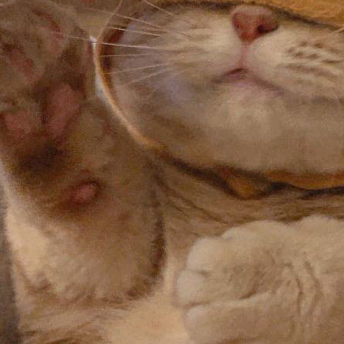 𝓟enelope 
              เมี๊ยวเมี๊ยวเมี๊ยวเมี๊ยวเมี๊ยว ୨ แลกปาทุ ตามทัก ୧ เมี๊ยวเมี๊ยวเมี๊ยวเมี๊ยวเมี๊ยวเมี๊ยวเมี๊ยว
        ยพท.ลฟตทเมี๊ยว