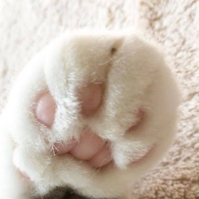 Ekranı öpesi geliyor insanın 🐾