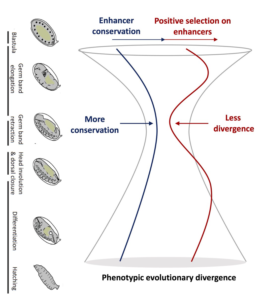 Great  #evodevo collaboration with  @Eileen_Furlong lab:  @ljljolin RR Viales  @khoueiry_lab  @reddingtonjp et al:The hourglass model of evolutionary conservation during embryogenesis extends to developmental enhancers with signatures of positive selection https://www.biorxiv.org/content/10.1101/2020.11.02.364505v1