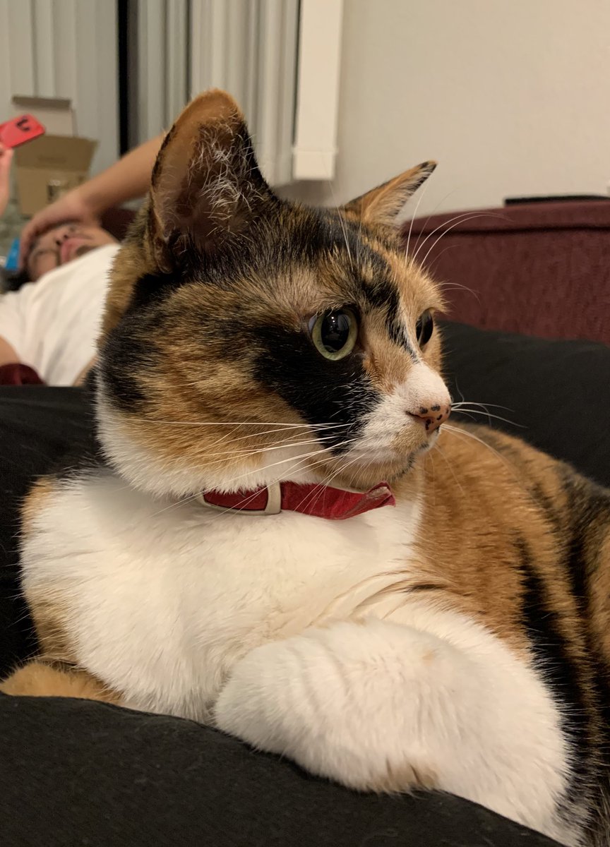 リンファ 猫さんの口の中って小さな前歯が6本 上に並んでいるのですね なかなか口の中をマジマジと見る機会がないので 思わず拡大してしげしげと眺めてしまいました