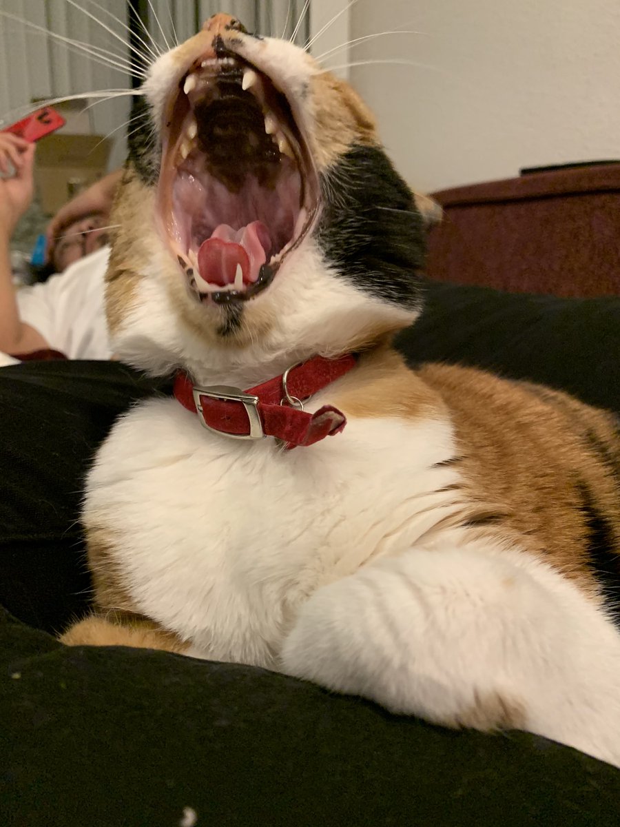 リンファ 猫さんの口の中って小さな前歯が6本 上に並んでいるのですね なかなか口の中をマジマジと見る機会がないので 思わず拡大してしげしげと眺めてしまいました