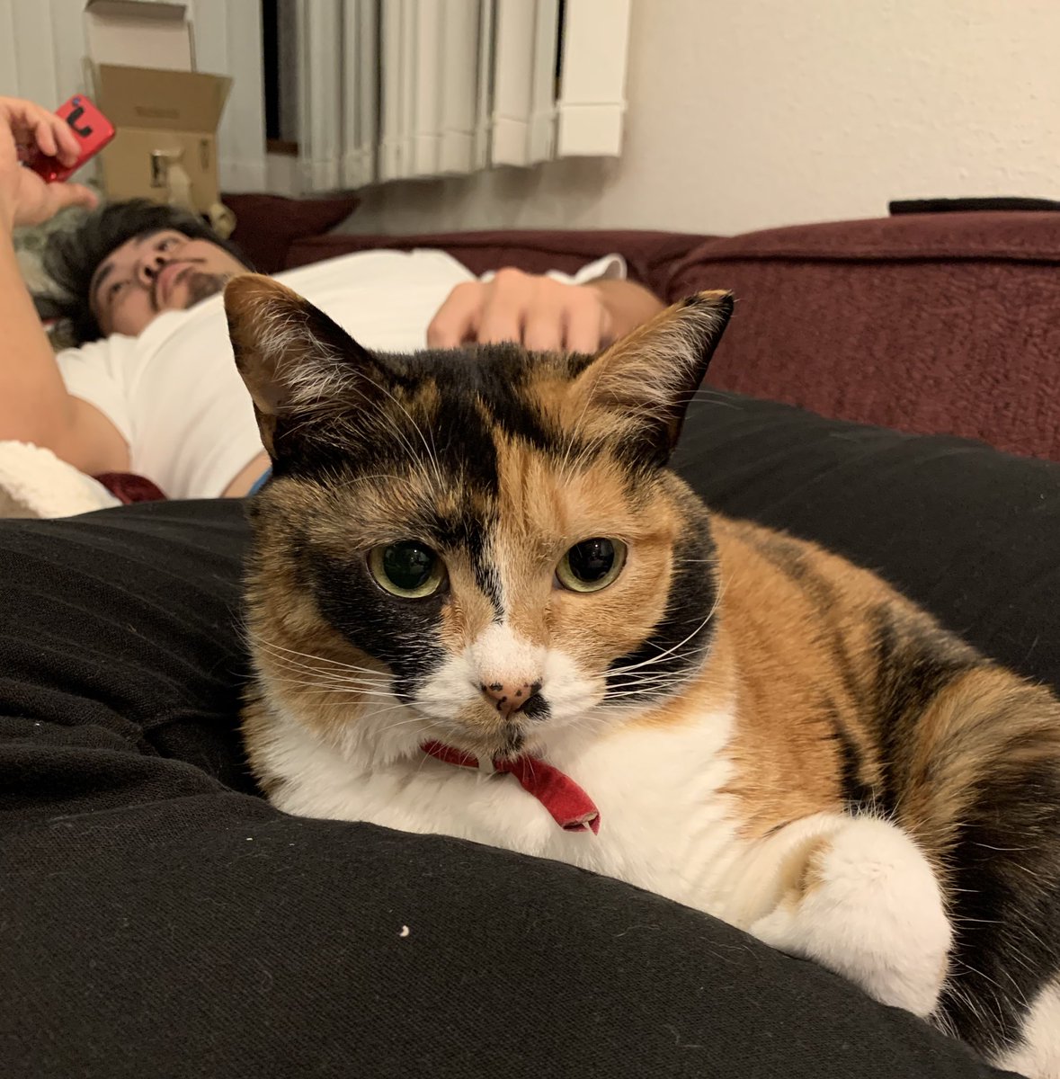 リンファ 猫さんの口の中って小さな前歯が6本 上に並んでいるのですね なかなか口の中をマジマジと見る機会がないので 思わず拡大してしげしげと眺めてしまいました