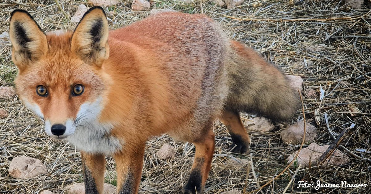 JuanmaMoralejo's tweet image. Vigilando y posando. EL ZORRO
#fox
#fox_daily 
#foxeyes 
#foxrage 
#redfox 
#animalfox 
#zorro
#animals 
#🦊 
#total_murcia 
#total_animals 
#ig_animals 
#nationalgeographic 
#murcia
#ok_murcia 
#ok_animals 
#photoanimaliere 
#españa 
#felixrodriguezdelafuente