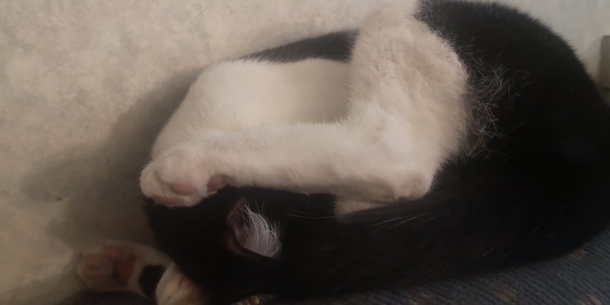 Azulafan199's tweet photo. @MaryEMcGlynn For you guys .This is my cat Pepe. This is how my weird kitten sleeps. Lol Stay Safe and hugs from Canada. https://t.co/usdCe79dlp