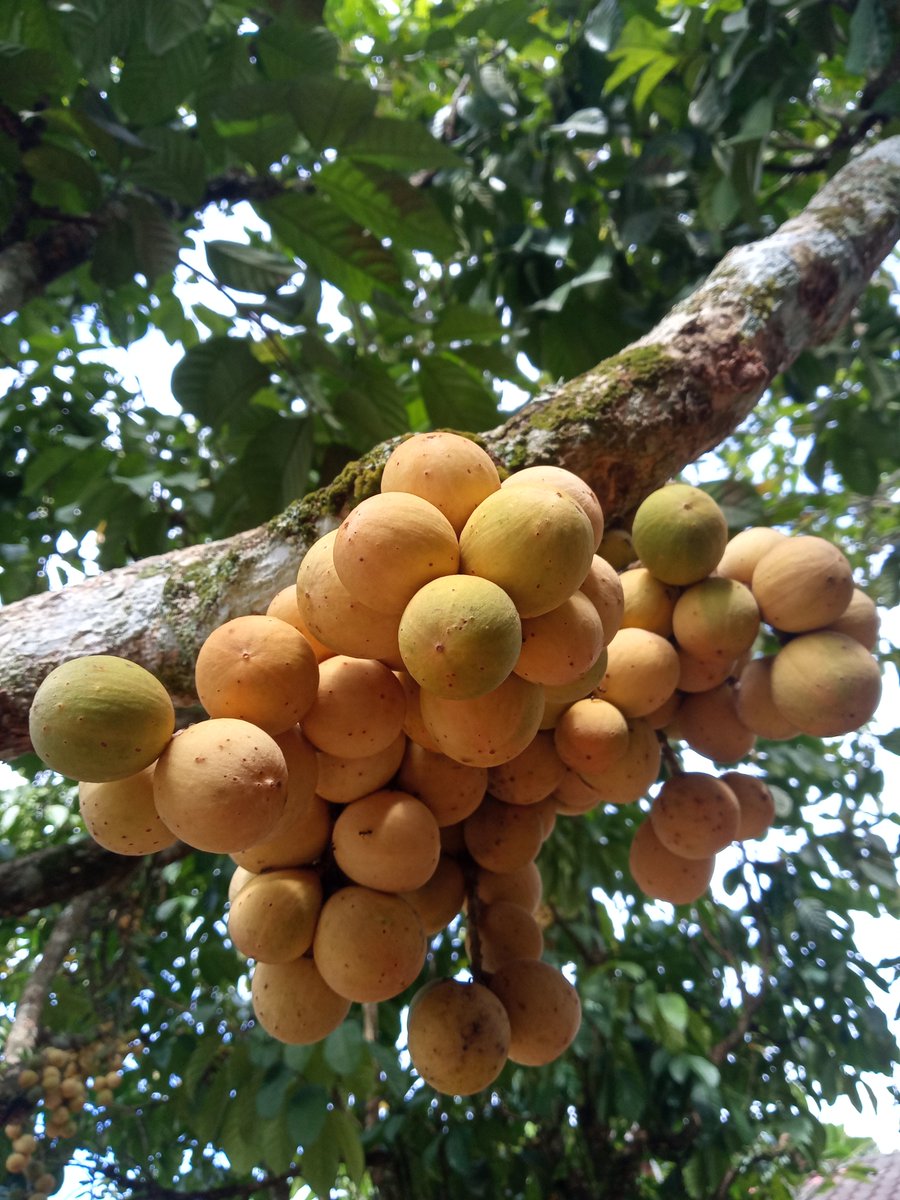 HerbsEncyclope's tweet photo. These fruits have a tangy, sour, and sweet combination of flavors, and tastes a lot like grapes. Some people find its taste similar to that of pomelo. Its aril is #juicy and translucent when ripe. Once ripe, the taste of #langsat is really refreshing and exotic
#vegetarian #vege https://t.co/NRqCkqkbCQ