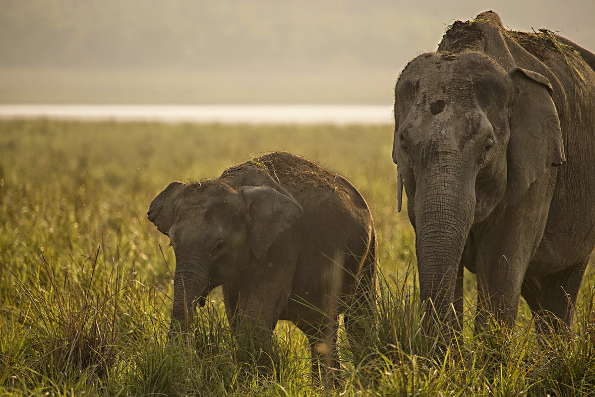 np_photographer's tweet photo. Asiatic elepahnt https://t.co/pcpAcfOkl5 Corbett national park #asiaticelephant #elephant #wildelephant #dhikhala #corbettnationalpark #elephantfamily #elephantgroup #wildlifephotographyindia https://t.co/qeC5SJMG5u