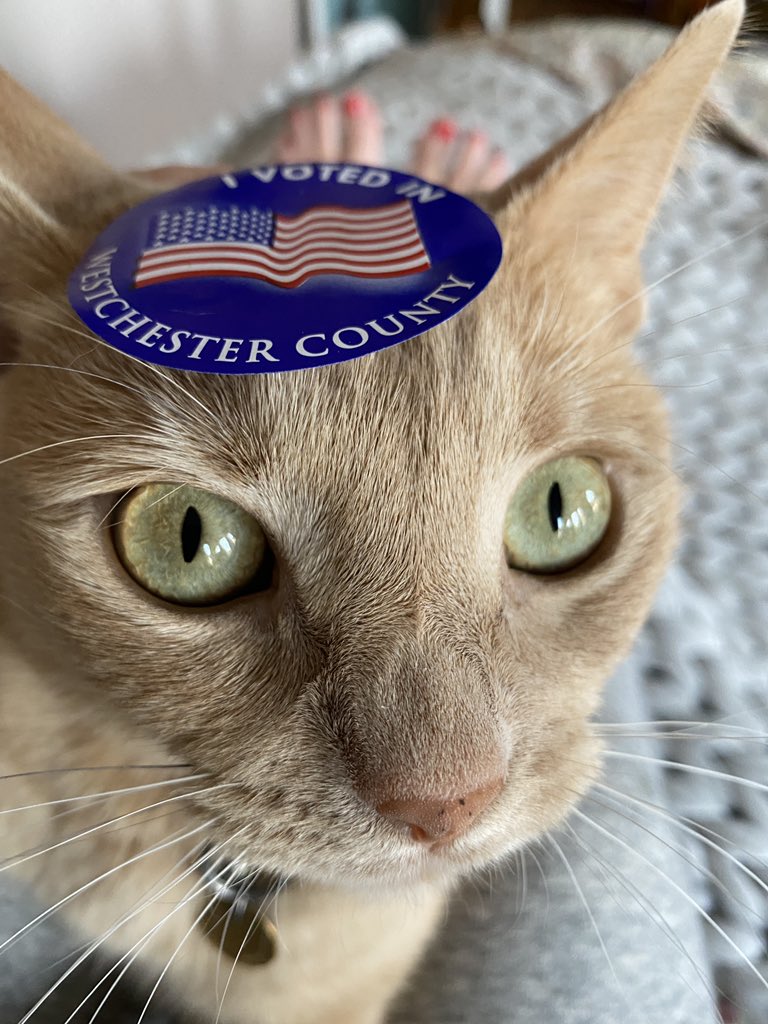 mollsyvl's tweet photo. @anamariecox Captain Clam Chowder all in for Joe https://t.co/qK5cfUh2VS