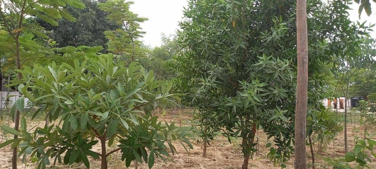 અમદાવાદમાં સિટી પ્રાંત અધિકારી(પશ્ચિમ)ની નવી કચેરી ‘મહેસુલ ભવન’ ગોતા ખાતે દોઢ વર્ષથી કાર્યરત છે. ડેપ્યુટી કલેક્ટર શ્રીની ટીમના સંકલ્પથી આ કચેરીના સંકુલને એક વર્ષમાં એક હજાર વૃક્ષોના લક્ષ્ય સામે ૧૫૦૦ વૃક્ષો વાવી દેવાયા છે હવે આગામી વર્ષે પણ વધુ વૃક્ષો વાવવાનો કર્મયોગીઓનો લક્ષ્ય છે