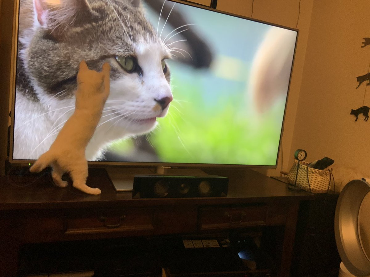 岩合さんの 世界ネコ歩き を初めて見た猫さんのリアクションが可愛すぎる 興奮を隠せない 猫視点でもたまらないんだろうな Togetter