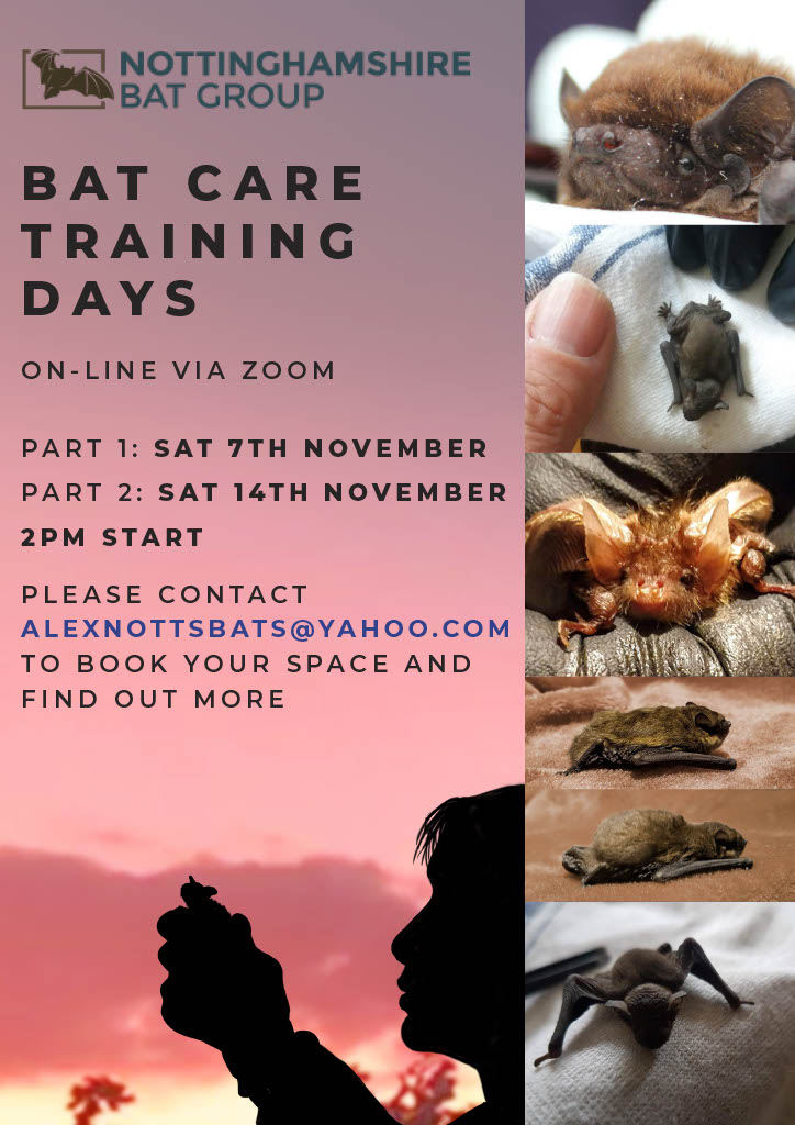 NottsBatGroup's tweet photo. Interested in #batcare? We're hosting two free online bat training days! Booking essential.

🦇 Saturday 7th November: An Introduction to Bat Care
🦇 Saturday 14th November: Common Injuries &amp; Rehabilitation

To book &amp; for more info, email: alexnottsbats@yahoo.com https://t.co/UowRuTvs4r